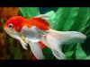 japones-white-red-oranda